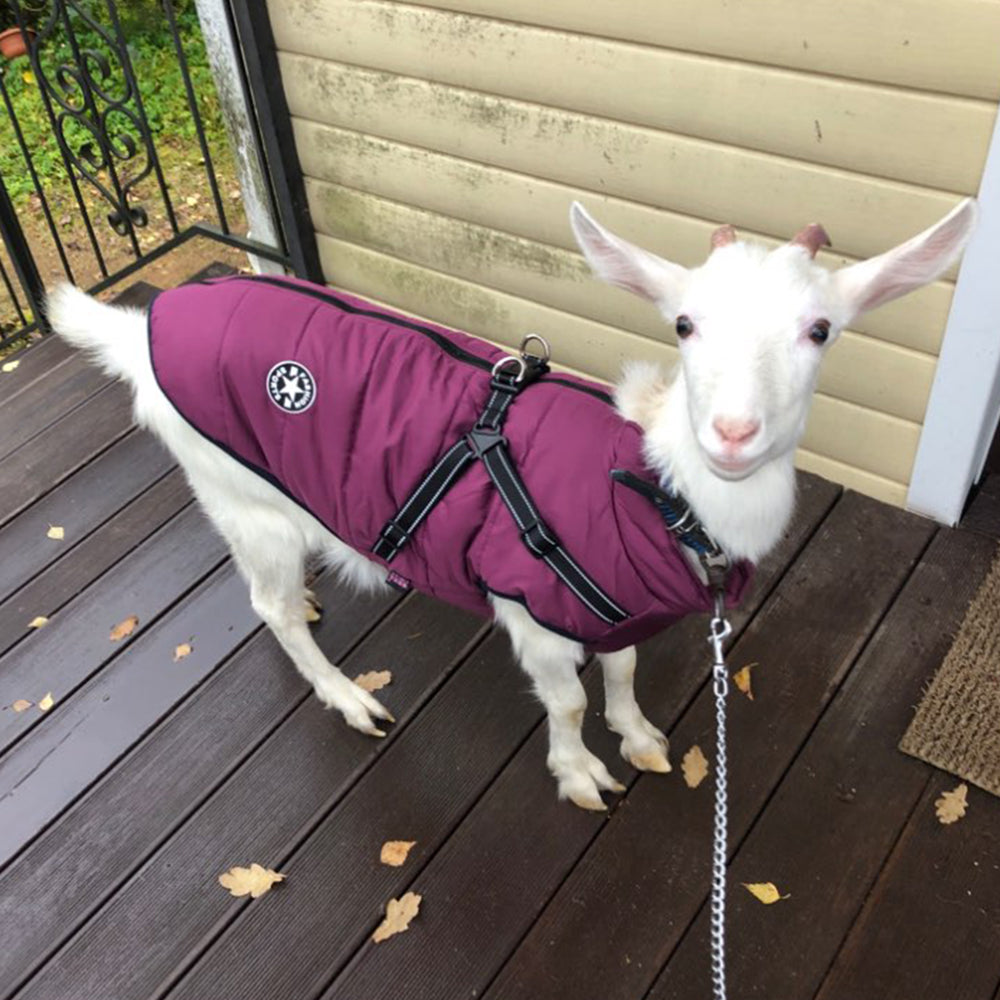 Waterproof Dog Clothes Winter Dog Coat with Harness Warm Pet - Pet Costumes