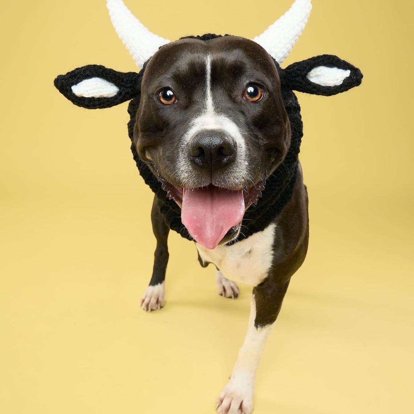 Black Cow Thermal and Windproof Halloween Knitted Jarre Aero - Discount Halloween City
