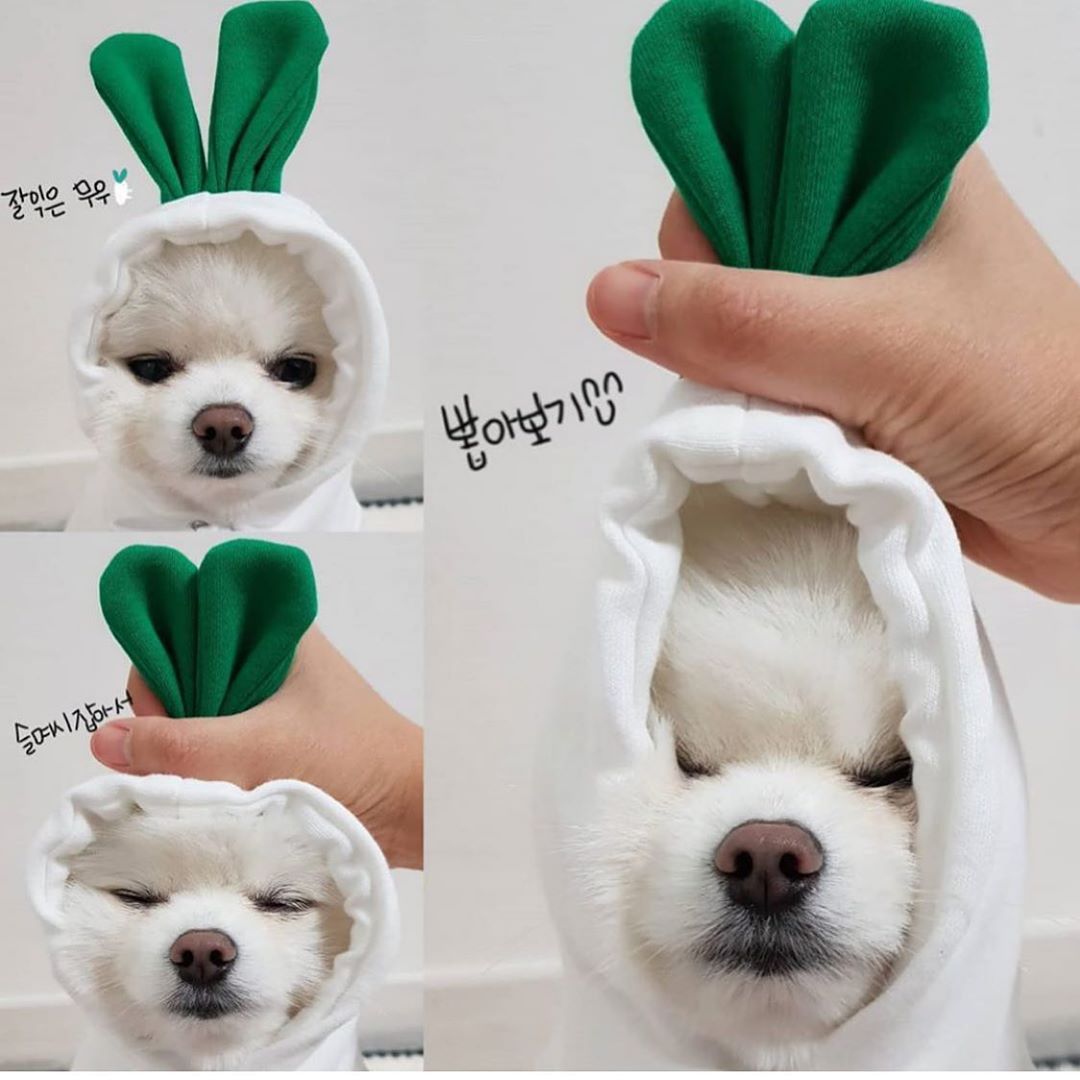 Cute Fruit Dog Clothes for Small Dogs Hoodies Winter Warm - Discount Halloween City