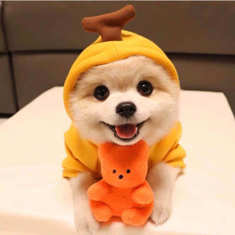 Cute Fruit Dog Clothes for Small Dogs Hoodies Winter Warm - Discount Halloween City