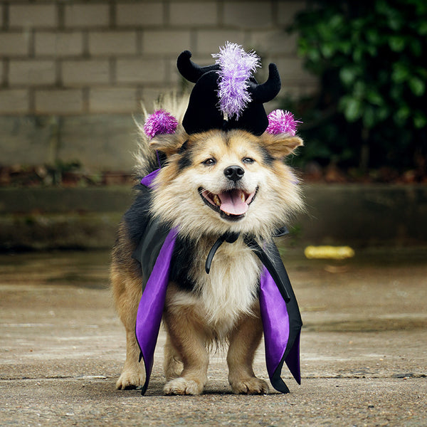 Halloween Pet Cat Dog Demon Cloak Horn Hat Costume - Discount Halloween City