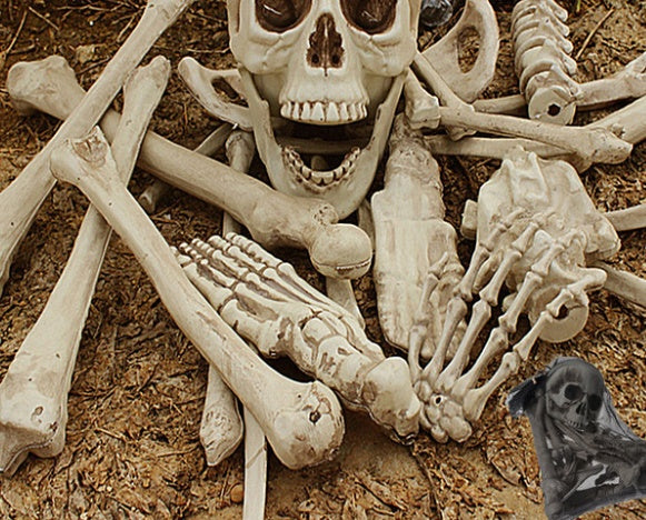 Skeleton Bones 28pcs Skeleton Skull Haunted Prop - alternate view 6