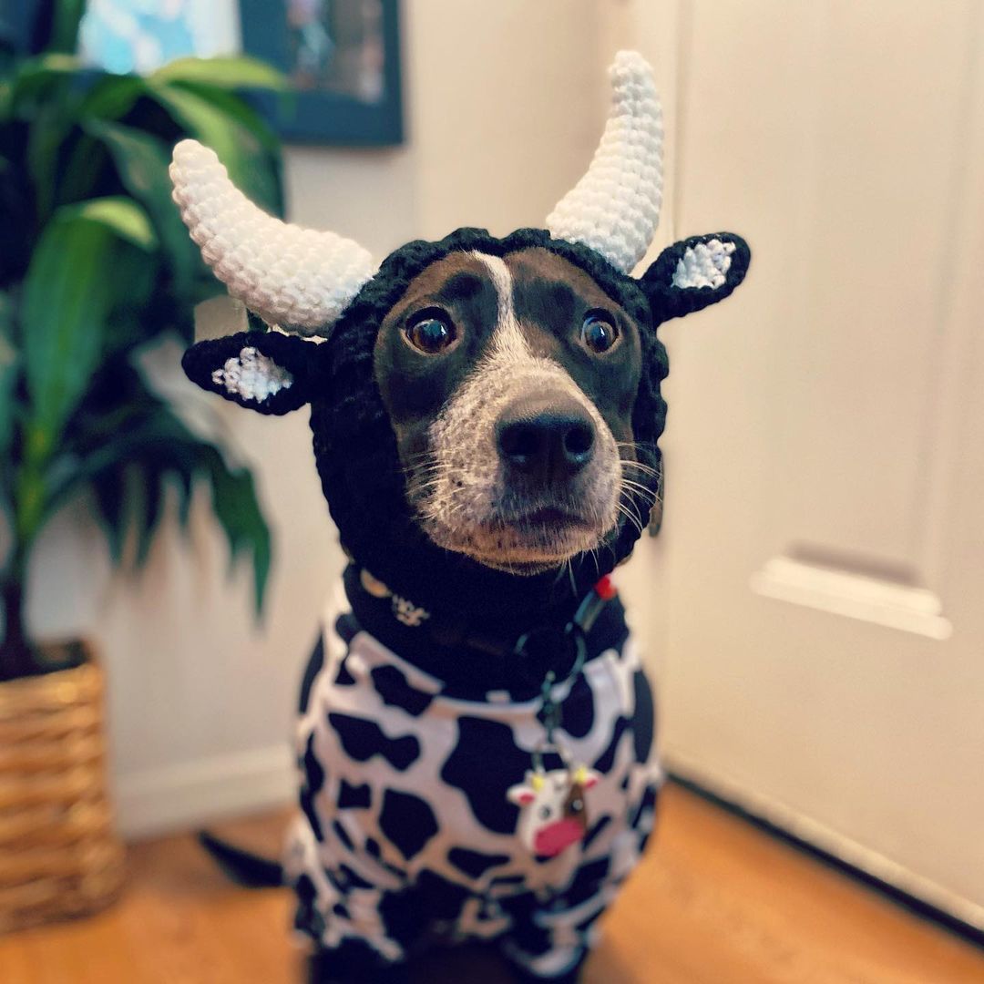 Black Cow Thermal and Windproof Halloween Knitted Jarre Aero - Discount Halloween City