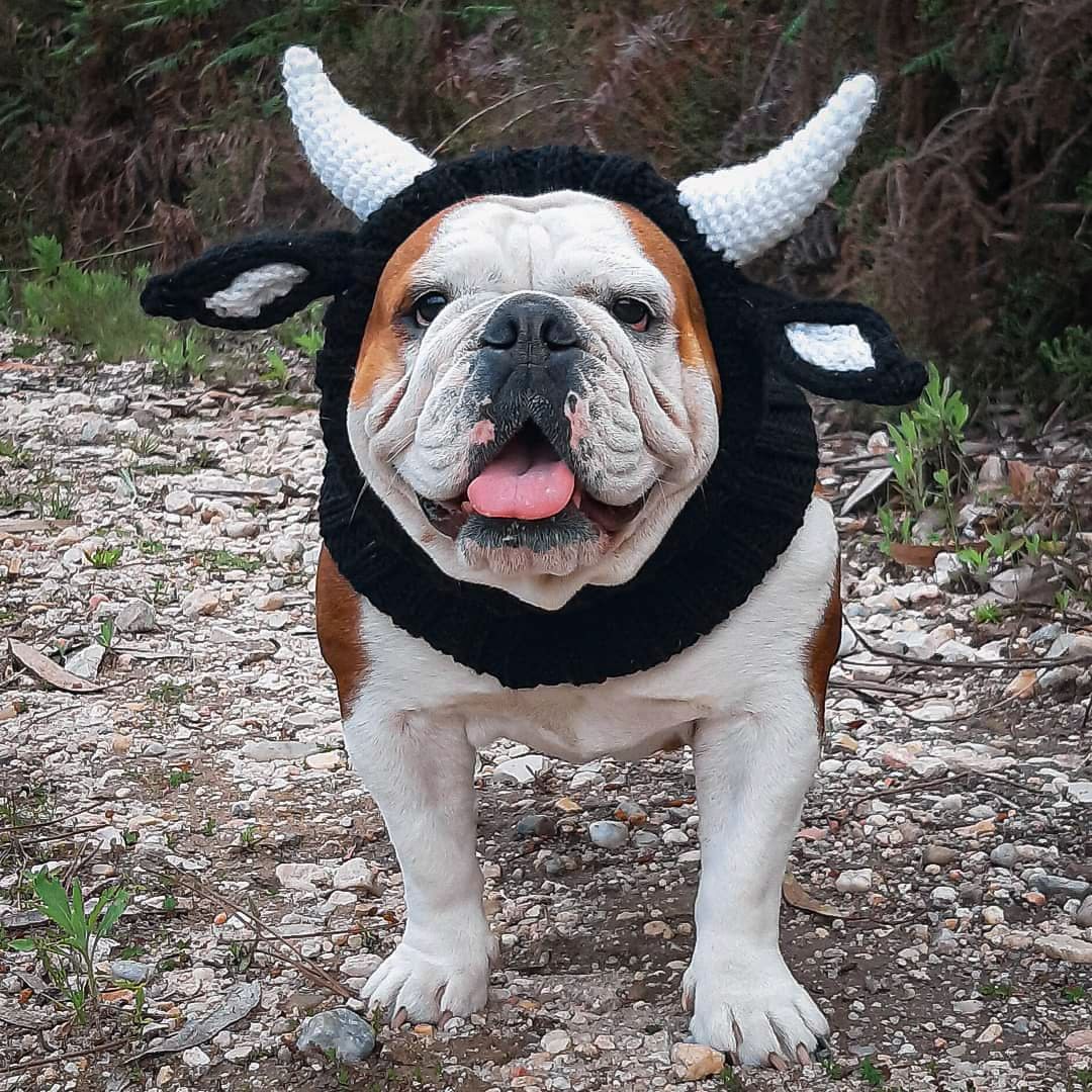 Black Cow Thermal and Windproof Halloween Knitted Jarre Aero - Discount Halloween City