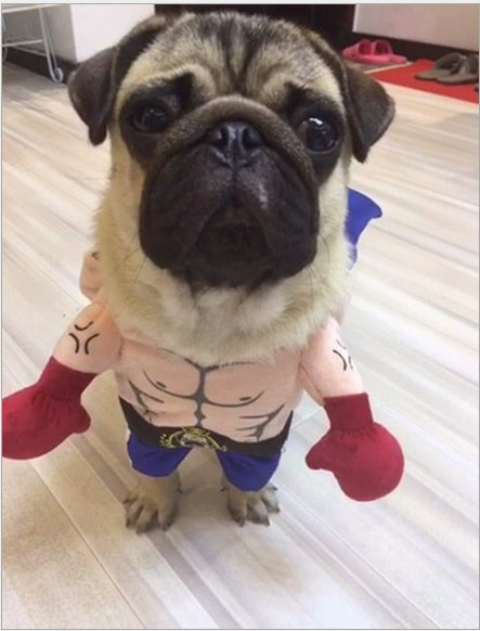 Halloween Boxer Cat Costume - Discount Halloween City