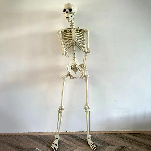 Halloween Realistic Body Bones Life Size Human Skeleton With Posable Joints Simulation Skull Ornament Haunted - product image 1